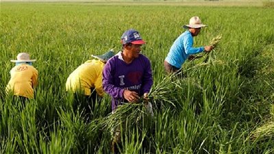 شاحنة أرز تسحق 19 مزارعا في الفلبين