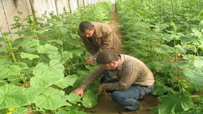 فوضى التعيينات الحكومية تهدد الأمن الغذائي.. الدولة تحتاج إلى 10 آلاف مرشد زراعي لزيادة إنتاجية الحقول ورفع جودة المحاصيل.. و6500 طبيب بيطري مطلوب تواجدهم في المجازر والمحاجر الحدودية