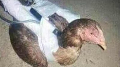 بالصور.. داعش «يجند» الحيوانات والطيور لتنفيذ عملياته الإرهابية.. الدجاج المفخخ لتفجير معسكرات الشيعة في العراق.. الماعز بدلًا من الانتحاريين في كوباني.. وتفخيخ الحيوانات النافقة ووضعها على 