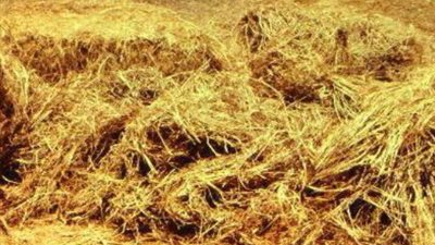 إنتاج أقراص من قش الأرز للتخلص من ملوثات الصرف الصناعي