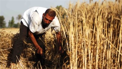 حصاد 78 ألف فدان قمح وتوريد 12208 أطنان إلى الشون بأسيوط