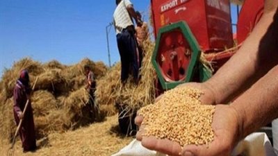 توريد 25 ألف طن قمح لشون سوهاج