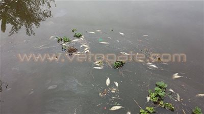 نفوق كميات من الأسماك في نهر النيل بالبحيرة