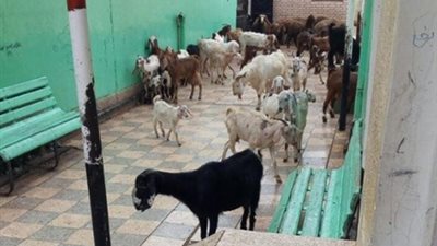 فناء مدرسة نبروة حظيرة للماعز والأغنام (صور)