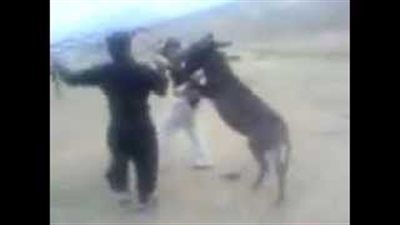 بالفيديو.. وصلة رقص لـ «حمار» على الموسيقي