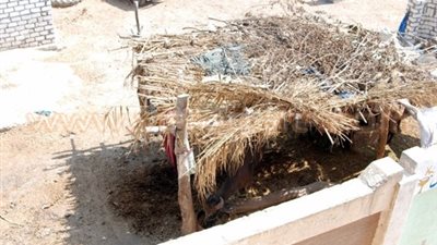 بالصور.. إزالة حظيرة مواشي مجاورة لمدرسة البوها الابتدائية بكفر صقر