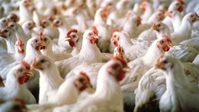 28 جنيهًا سعر كيلو جرام الدواجن بالأسواق