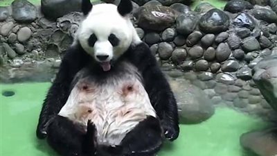 شاهد ما فعلته باندا للتغلب على حرارة الطقس؟ (صور)