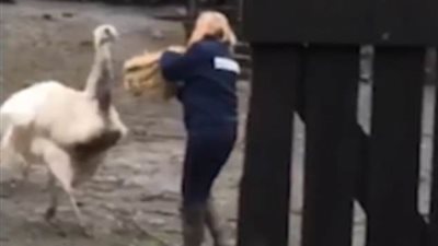 طائر ضخم يطارد امرأة وتصده بالمجرفة (فيديو وصور)