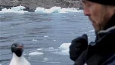 «بطريق» ينفذ هروبا ذكيا من حيوان حاول صيده (فيديو وصور)