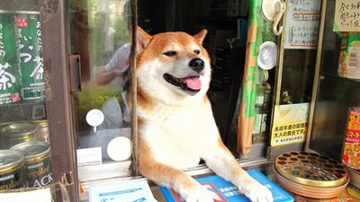 بالفيديو والصور.. «كلب» يبيع السجائر في اليابان