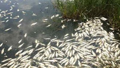 خبير مياه دولي يكشف سبب نفوق الأسماك في مدينة رشيد