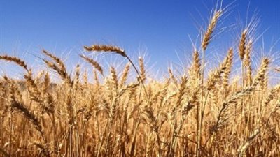 وصول 81 ألف طن قمح من أوكرانيا إلى ميناء الإسكندرية