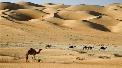 هولندى يتهم ألمانية بالنصب عليه في صفقة بيع جمال بالواحات