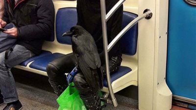 بالصورة.. فتاة تركب مترو مع حيوان أليف غريب تثير ارتباك الركاب