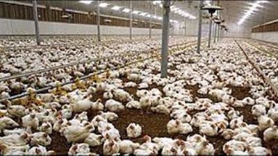 الغرفة التجارية تكشف عن عدد المجازر وتطالب بتوفيق أوضاعها