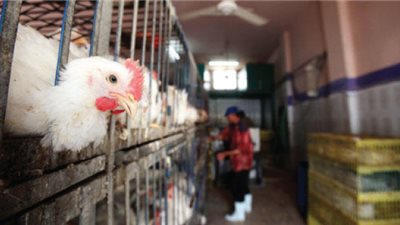 كيلو الدواجن يسجل 29 جنيها في الأسواق