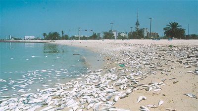 «علوم البحار»: نفوق الأسماك برشيد ظاهرة تحدث كل عام بفصل الصيف