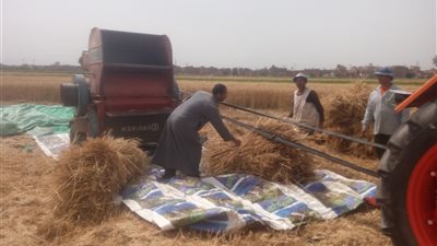 توريد 212 ألفا و641 طن قمح لشون وصوامع الشرقية