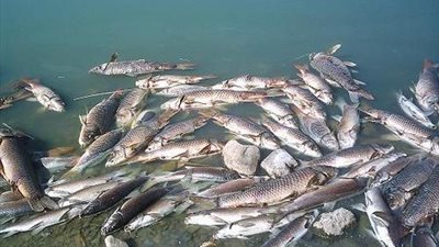 أسباب نفوق الأسماك في رشيد.. تلوث المياه يؤدي إلى زيادة ميكروبات الأسماك.. مصرف الرهاوي أحد الأسباب.. «الري» تعلن تشكيل لجنة مع الصحة للمتابعة.. و«مغازي» يؤكد: محاسبة أي متورط في ت