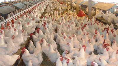 الثروة الداجنة: 20% فقط من مزارع الدواجن تعمل بالنظام «كلوز»