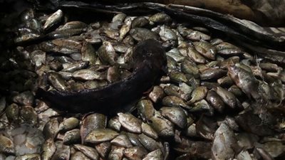 ضبط 4 آلاف كيلو أسماك مهربة في أسوان (صور)