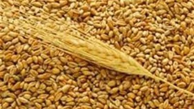 نظر طعن الحكومة لاستمرار استيراد القمح الروسي المصاب بـ«الإرجوت»