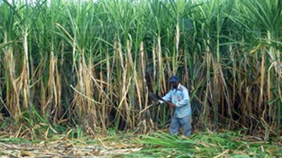 مزارعو القصب يهددون بالتصعيد اعتراضا على نقص السولار بالأقصر