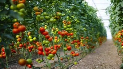 روسيا ترفع الحظر عن استيراد الطماطم التركية