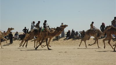 الرياضة تُدعم بطولات دولية للهجن والترايثلون بجنوب سيناء