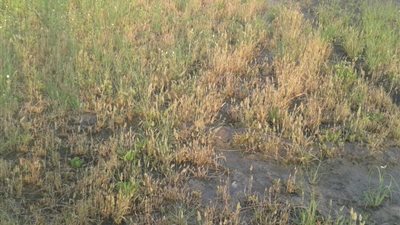 الإسمعلاوية يدفعون ضريبة قرار حظر الأرز والأرض تنتظر البوار