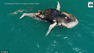 لحظة تغذى تماسيح وأسماك قرش على جثة حوت نافق (فيديو وصور)