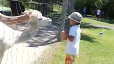 «ألبكة» تبصق في وجه طفل بسبب الطعام (فيديو وصور)