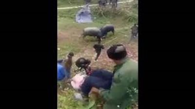 ثوران يسحقان رجلا بين قرونهما (فيديو)