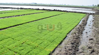 وزير الري يشيد بزراعة أرز «الصواني» لتقليل استهلاك المياه بالدقهلية (فيديو)