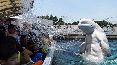 بالصور.. الحوت الأبيض يغرق زوار منتزه بالمياه