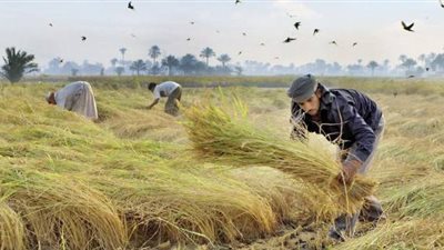 أزمة الحبة البيضاء.. المزارعون يتحدون قرار حظر زراعة الأرز : «خراب بيوت»..الشرقية وكفر الشيخ والقليوبية يستغيثون من تقليل المساحات.. والأزمة المائية وسد النهضة أهم أسباب المشكلة