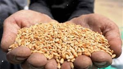 توريد 79 ألف طن قمح لشون وصوامع كفر الشيخ