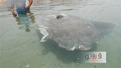 بالصور.. البيئة تعلن تفاصيل إنقاذ سمكة الشمس بعد تعرضها لإصابات بنويبع