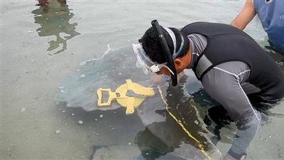 البيئة: القوات البحرية وفرت سفينة لنقل سمكة الشمس من شواطئ نويبع