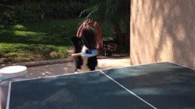 بالفيديو.. كلب صغير يلعب كرة الطاولة يشعل مواقع التواصل