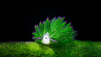 بالصور.. «خروف البحر» يشعل مواقع التواصل