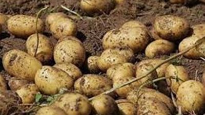 الشربيني: استيراد أكثر من 120 ألف طن تقاوي بطاطس يسبب خسائر فادحة للفلاحين