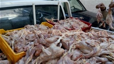 ضبط طن دواجن مجمدة فاسدة بعزبة الوالدة في حلوان