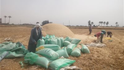 توريد 228 ألفا و223 طن قمح لشون وصوامع الشرقية