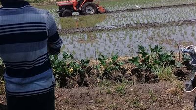 إزلة 5 أفدنه أرز مخالفة بالدقهلية (صور)