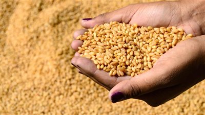 توريد 80 ألف طن قمح للصوامع والشون بالشرقية