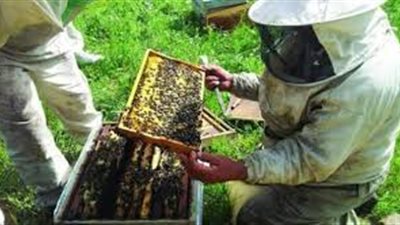 الوادي الجديد تنفذ 32 مشروعا لإنتاج العسل
