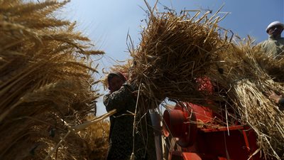 موردو القمح المحلي: صرف المستحقات من مطحن أسوان بعد شهر