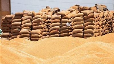 توريد 3615 طن قمح لشون الوادي الجديد